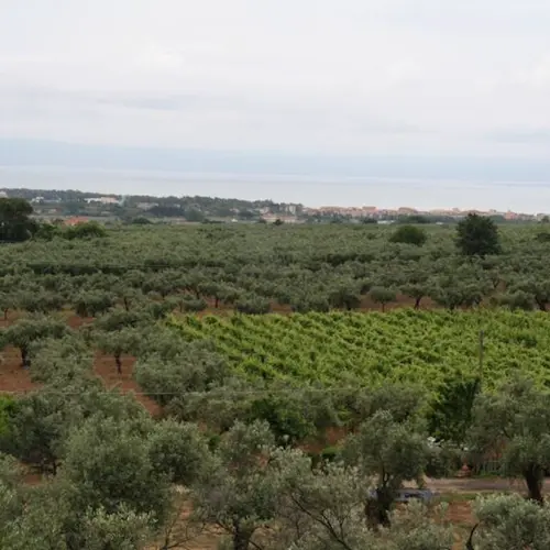 Cantine Davoli