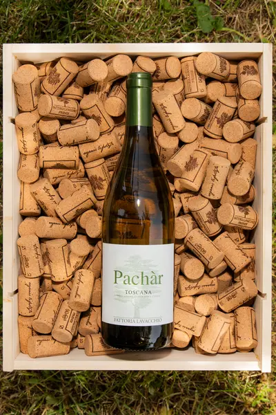 Pachàr